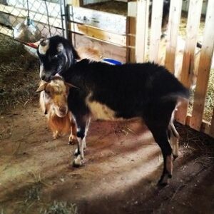 A Dairy Goat Homestead: Our First Breeding Season, Part 2 Image